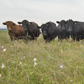 grass fed cattle