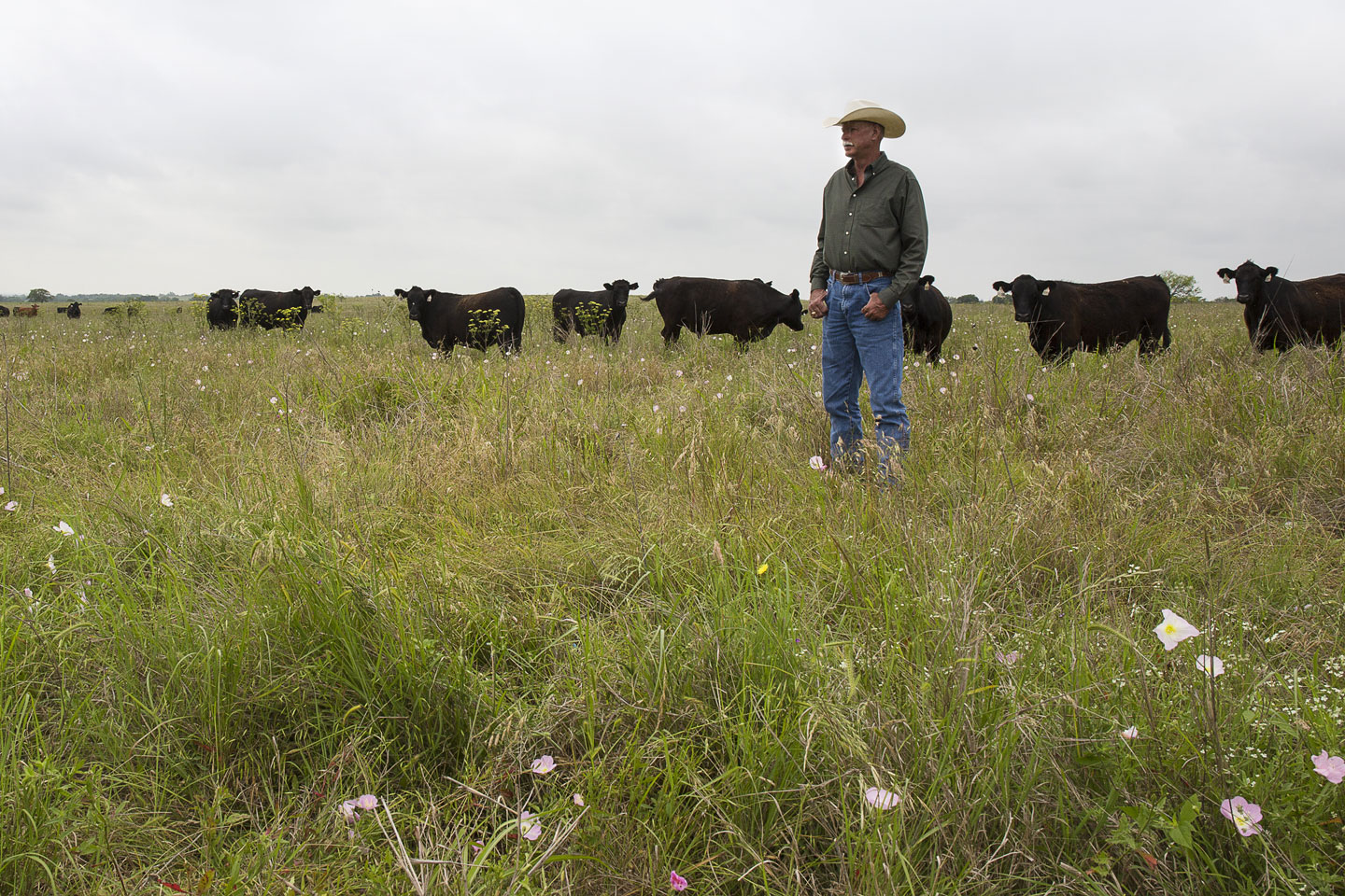 Burgundy Beef Cattle