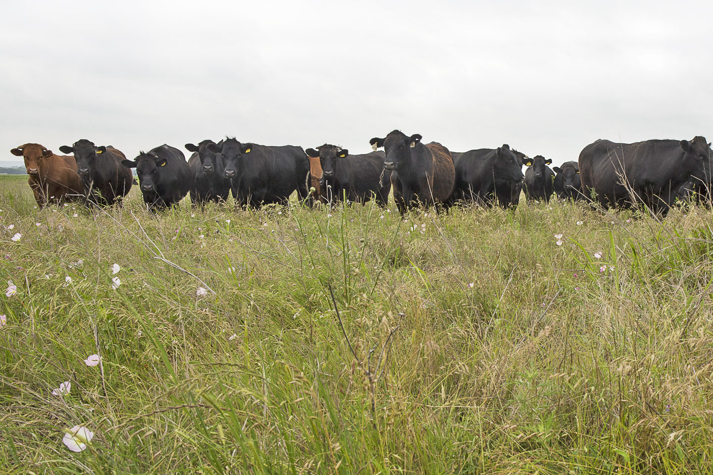 Burgundy Beef Cattle